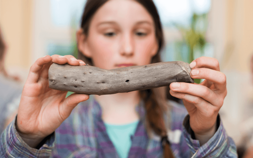 Materialforscher Holz