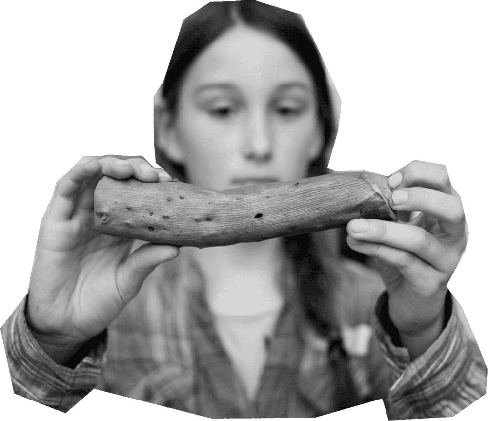 Materialforscher Holz